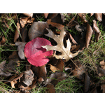 stock photo dry leaves Autumn, Fall season