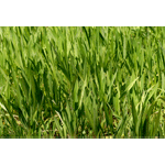stock photo green grass background