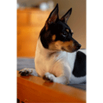 Rat Terrier dog