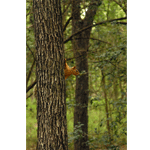 stock photo squirrel on tree